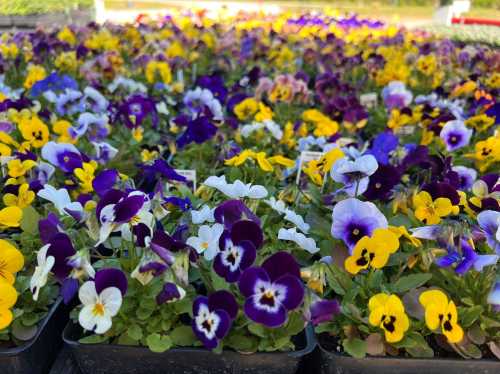 A vibrant display of purple, yellow, and white pansies in pots, creating a colorful floral landscape.