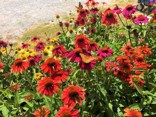 A vibrant garden filled with colorful flowers, including red, pink, and yellow blooms, with a butterfly resting among them.