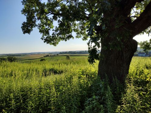 A lush green landscape with a large tree in the foreground, rolling hills and fields in the background under a clear sky.