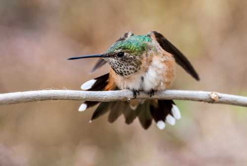 A close-up of a hummingbird perched on a branch, showcasing its iridescent green feathers and delicate wings.