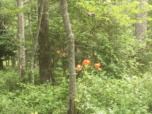A lush forest scene with tall trees and vibrant orange flowers blooming among green foliage.