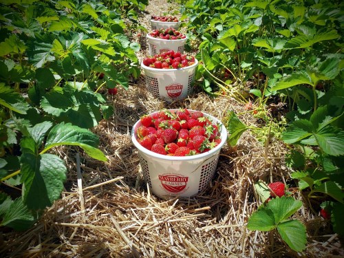 Baskets filled with freshly picked strawberries among green plants in a sunny field.