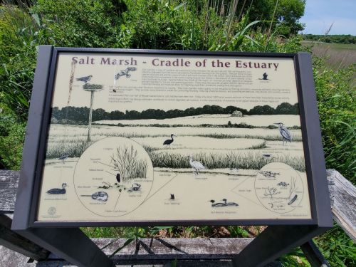 Sign titled "Salt Marsh - Cradle of the Estuary," featuring illustrations of birds and marsh wildlife in a natural setting.