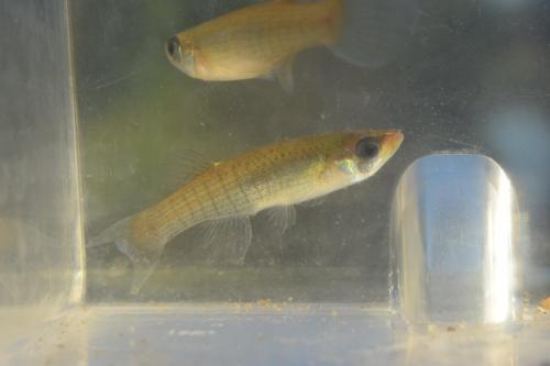 A close-up of a small fish swimming in a clear container, with another fish visible in the background.