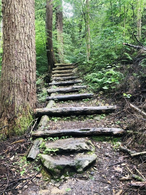 A wooden staircase leads through a lush green forest, surrounded by tall trees and dense foliage.