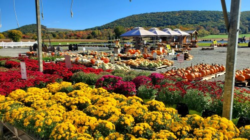 A vibrant farm stand displays colorful flowers, pumpkins, and gourds, set against a backdrop of autumn foliage and hills.