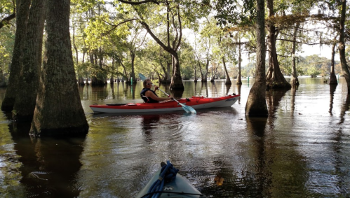 A person paddles a red kayak through a serene, tree-lined waterway on a sunny day.