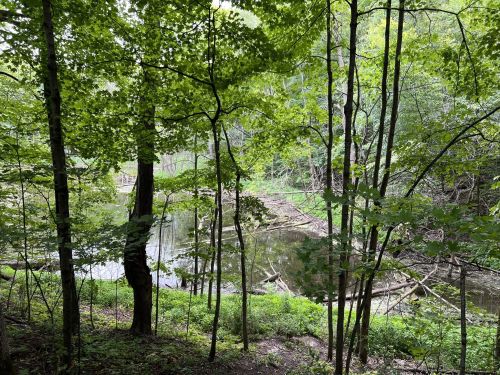 Lush green trees frame a serene pond, with fallen branches and foliage reflecting in the calm water.
