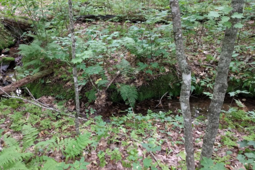 Blue Hills Felsenmeer Is A Wisconsin Natural Wonder