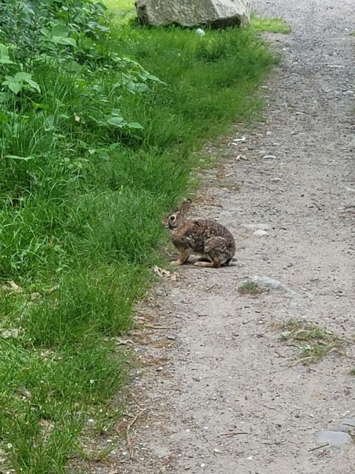 A rabbit sits on a gravel path surrounded by green grass and foliage.