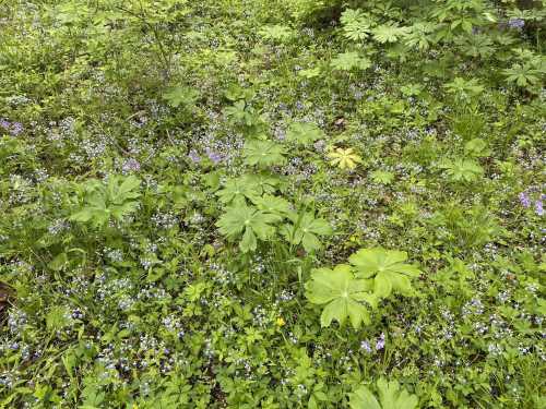 A lush forest floor covered with green leaves and small purple flowers, creating a vibrant natural scene.