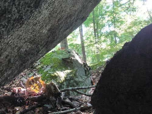 View from a rocky crevice, showing sunlight filtering through trees onto a moss-covered boulder and forest floor.