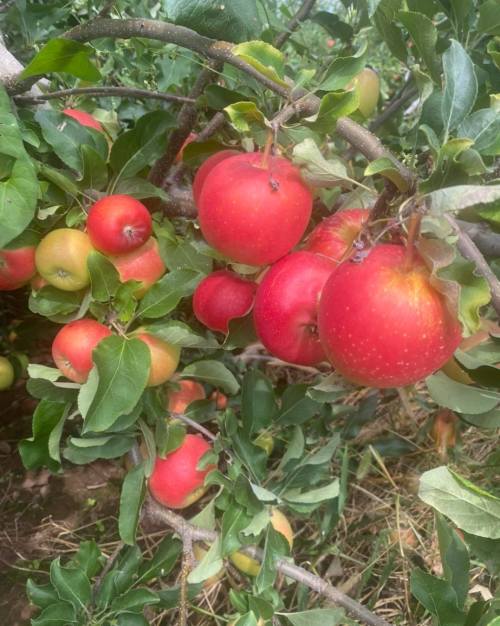 A close-up of red apples hanging on a tree branch, surrounded by green leaves and some yellowish apples.