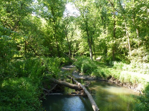 A serene forest scene with a winding creek, lush green trees, and fallen logs along the water's edge.
