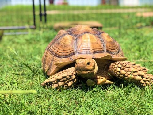 A close-up of a tortoise on green grass, showcasing its textured shell and curious expression.
