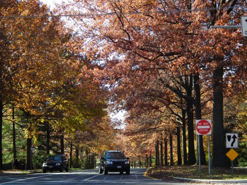 A tree-lined road in autumn, featuring vibrant orange and yellow leaves, with a "Do Not Enter" sign visible.