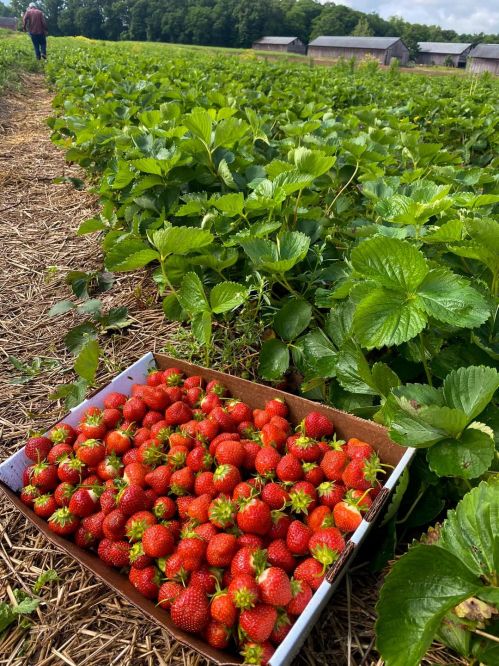 A wooden crate filled with ripe strawberries sits in a lush strawberry field, with a person walking in the background.