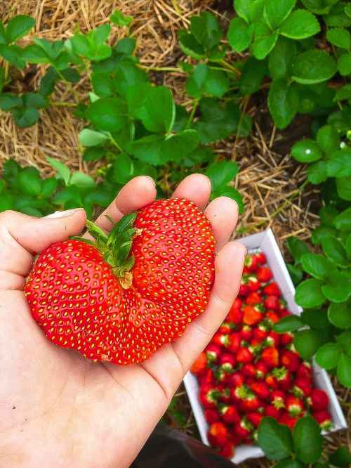 A hand holding a large, heart-shaped strawberry above a box of smaller strawberries in a field.