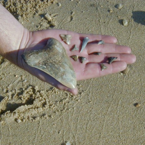 A hand holding a large shark tooth alongside several smaller teeth on a sandy beach.