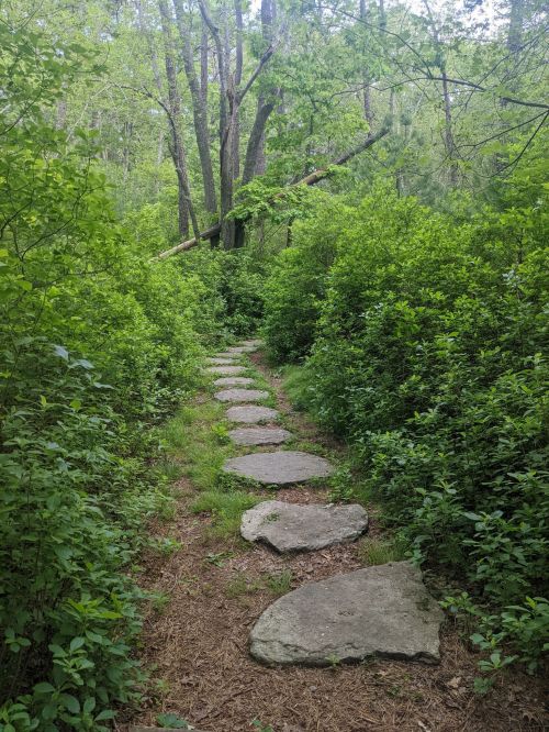 A stone path winds through lush green foliage in a serene forest setting.