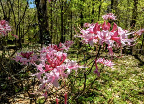 A close-up of pink flowers with long petals, surrounded by green foliage in a sunny forest setting.