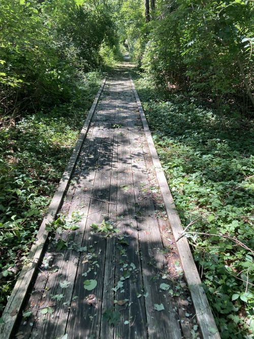 A wooden boardwalk path through a lush, green forest, surrounded by dense foliage and sunlight filtering through trees.
