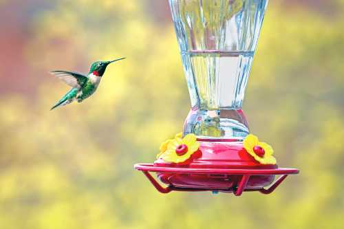 A vibrant hummingbird hovers near a red and yellow feeder filled with nectar, set against a blurred colorful background.