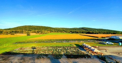 A scenic view of a farm with rows of plants, fields, and hills under a clear blue sky.