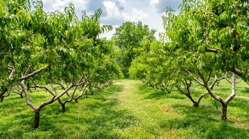 A lush orchard with rows of green trees and a grassy path, under a partly cloudy sky.