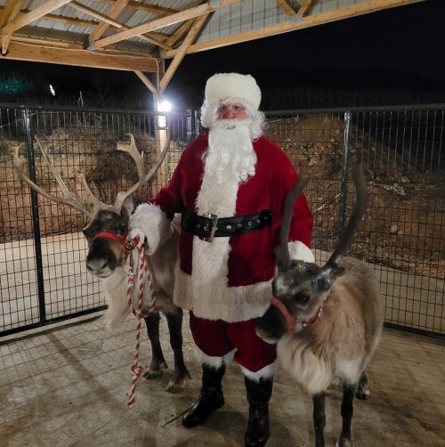 Santa Claus stands between two reindeer in a fenced area, wearing a red suit and holding candy canes.