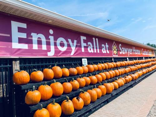 A display of pumpkins lined up in front of a sign that says "Enjoy Fall at Sawyer Home & Garden." Clear blue sky above.
