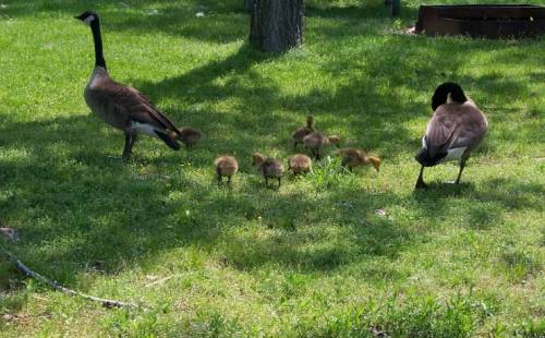 Two adult geese and several goslings foraging on green grass in a sunny park.