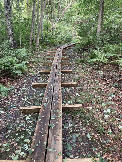 A wooden boardwalk winding through a lush green forest, surrounded by ferns and trees.