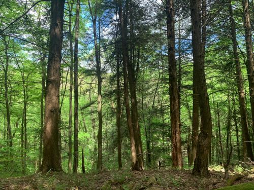 Lush green forest with tall trees and a bright blue sky peeking through the foliage.