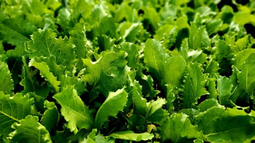 Lush green lettuce leaves growing densely in a garden, showcasing vibrant textures and shades of green.