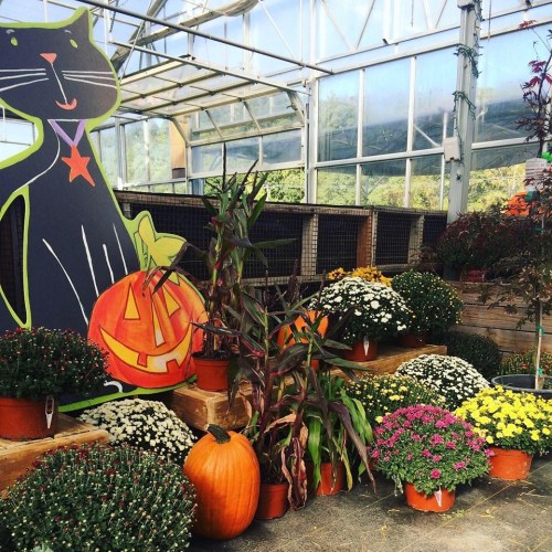 A colorful greenhouse display featuring a large black cat cutout, pumpkins, and vibrant potted chrysanthemums.