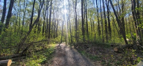 A sunlit forest path surrounded by tall trees and lush greenery on a clear day.