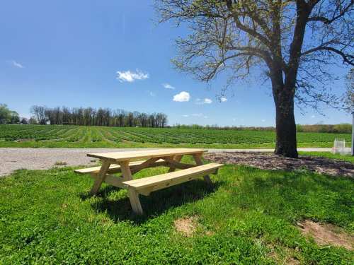 A wooden picnic table on green grass, with a field of crops and trees under a clear blue sky in the background.