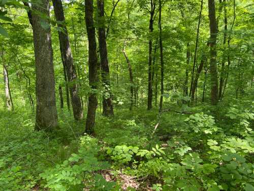 Lush green forest with tall trees and dense undergrowth, sunlight filtering through the leaves.