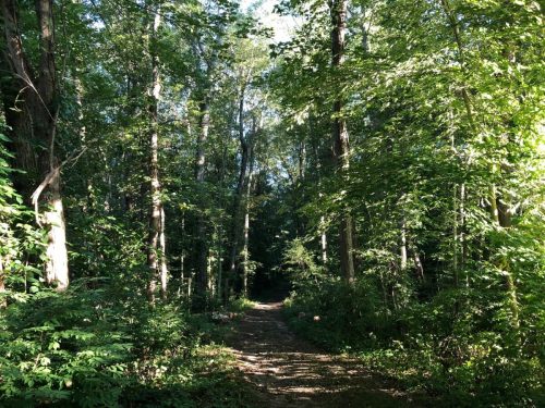 A sunlit forest path surrounded by tall trees and lush greenery, inviting exploration.