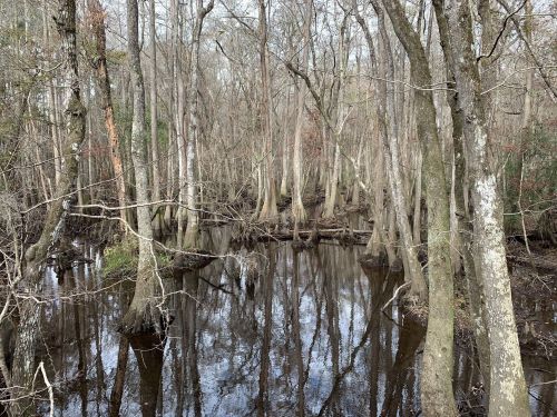 A serene swamp scene with bare trees reflecting in dark water, creating a tranquil, natural landscape.