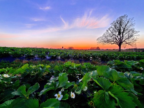 A vibrant sunset over a strawberry field, with lush green plants and a solitary tree silhouetted against the colorful sky.