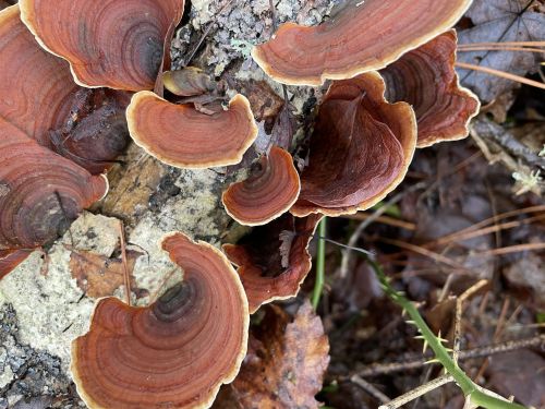 Close-up of reddish-brown fungi growing on a tree trunk, surrounded by fallen leaves and pine needles.