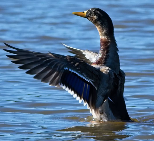 A duck with outstretched wings stands in calm water, showcasing its vibrant blue feathers.