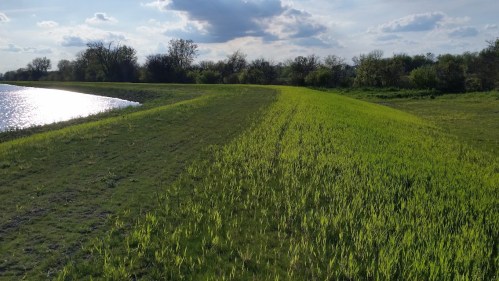 Lush green grass and plants line a water's edge under a bright sky with scattered clouds.
