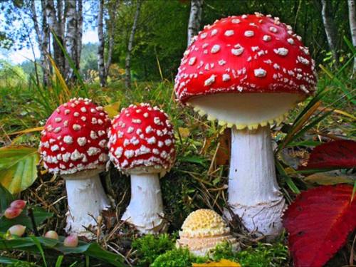 Three red mushrooms with white spots, surrounded by green grass and fallen leaves in a forest setting.