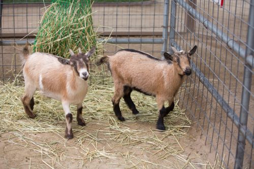 Two young goats standing in a pen with straw, one brown and white, the other mostly brown, near a hay bale.