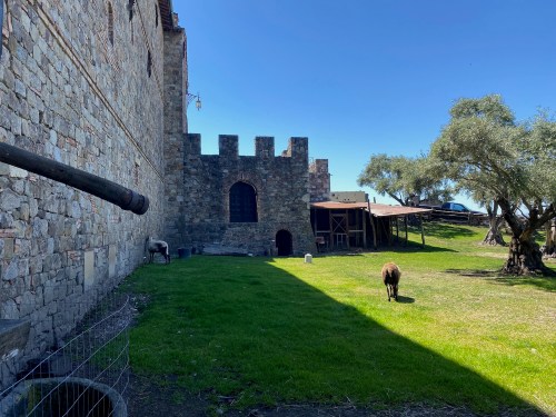 A stone castle wall with a grassy area, olive trees, and a few animals grazing under a clear blue sky.