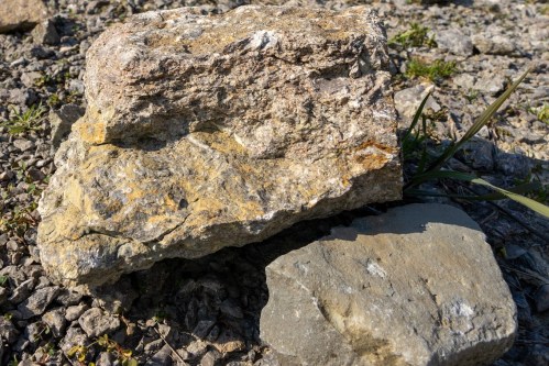 Two rocks of different sizes and textures resting on a gravel surface, surrounded by small plants.