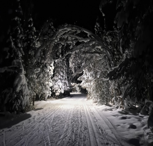 A snow-covered path illuminated by soft light, surrounded by trees draped in snow at night.